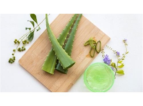 فوائد الصبار